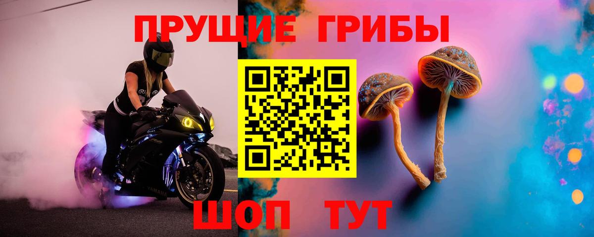 Псилоцибиновые грибы Psilocybe Ижевск